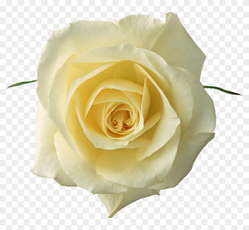 Flores Png Para Photoscape - White Rose Bloom Png Clipart