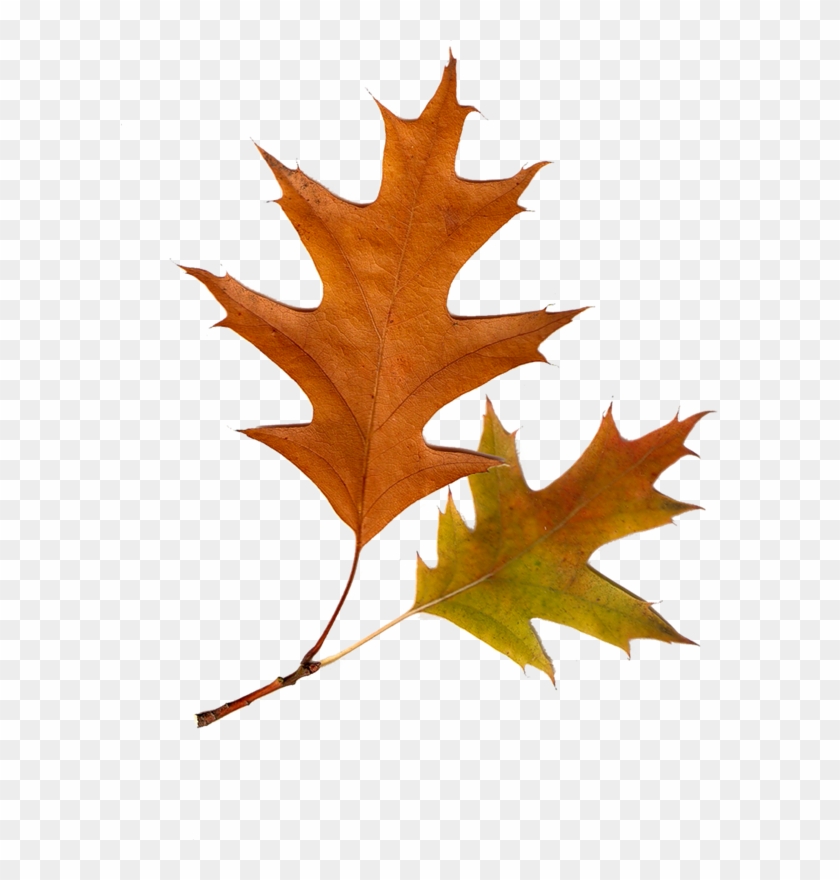 Cosas Para Photoscape - Leaf Clipart #3457188