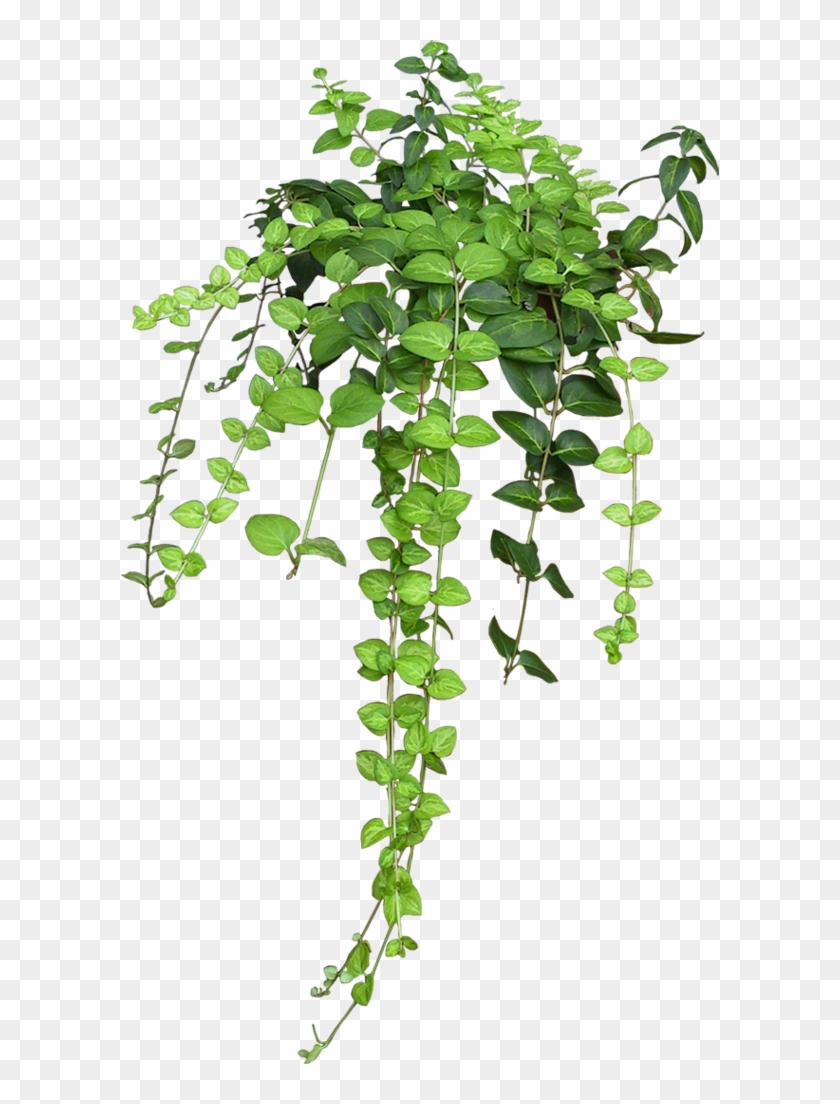 Ramas De Árbol De Sauce - Plante Suspendue À L Envers Clipart