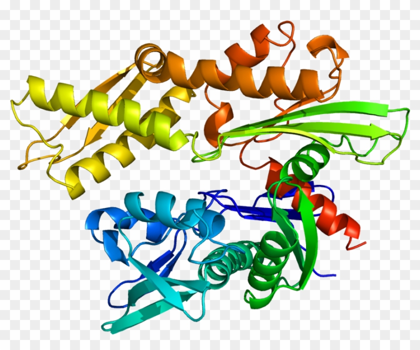 Heat Shock Protein 70 Png Clipart #3463488