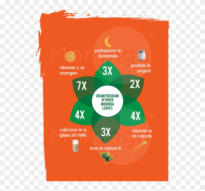 The Nutrition Values Of Moringa Oleifera Leaf Powder - Graphic Design Clipart #3464681