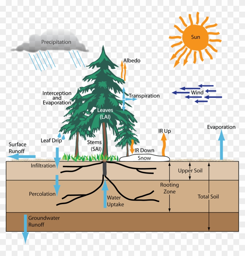 Forests And The Hydrologic Cycle Clipart #3466103