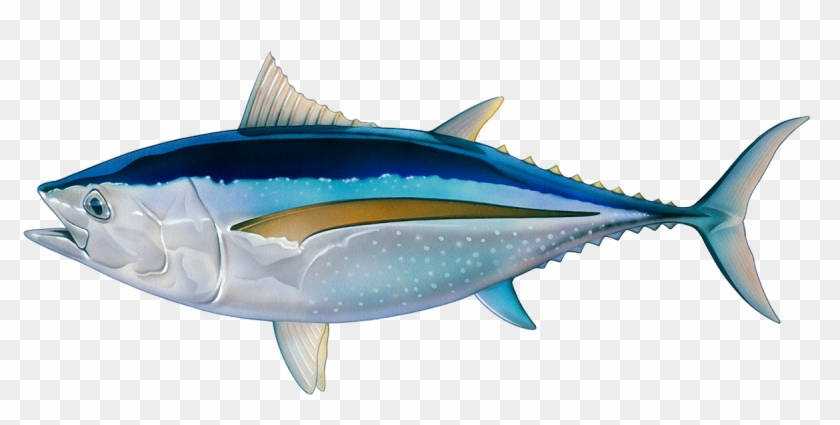 About Your Seafood - Fish Sea Food Clipart
