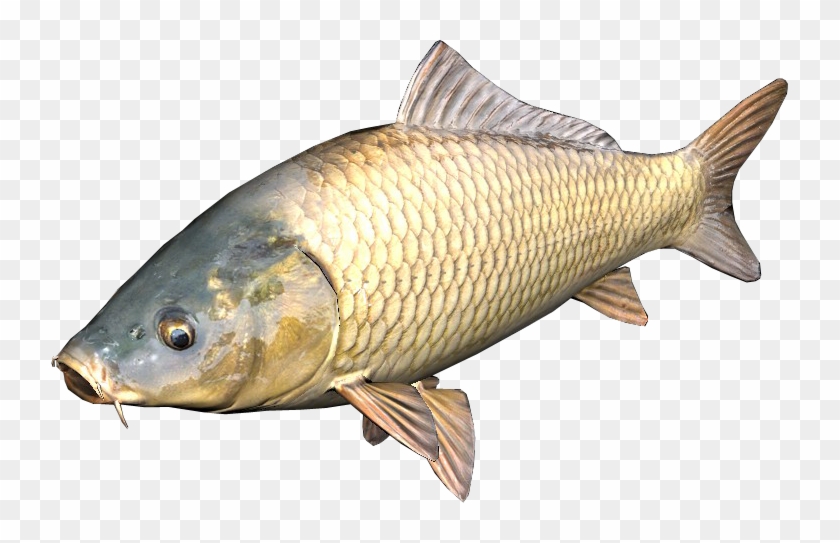 Dayz Carp Clipart