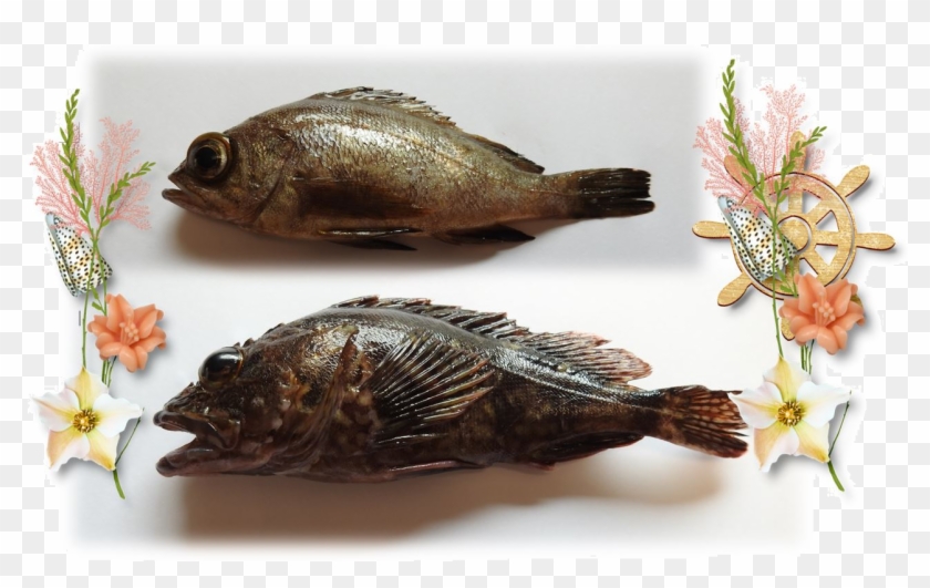 I Thought I'd Show You "cooked Fish" Clipart