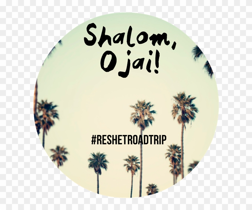 Reshet Road Trip - Photography Palm Trees Clipart #3468497