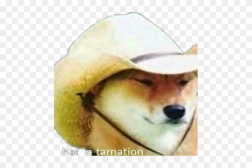 Dank Sticker - Tarnation Meme Doggo Clipart