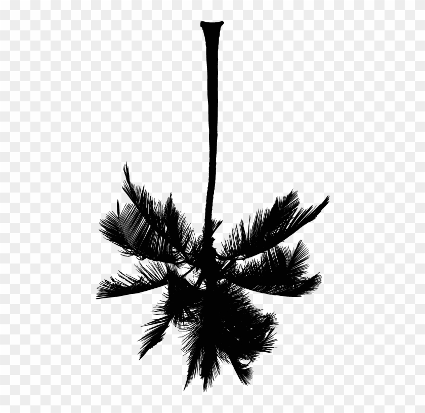 White Palm Tree Png , Png Download - Roystonea Clipart #3470791