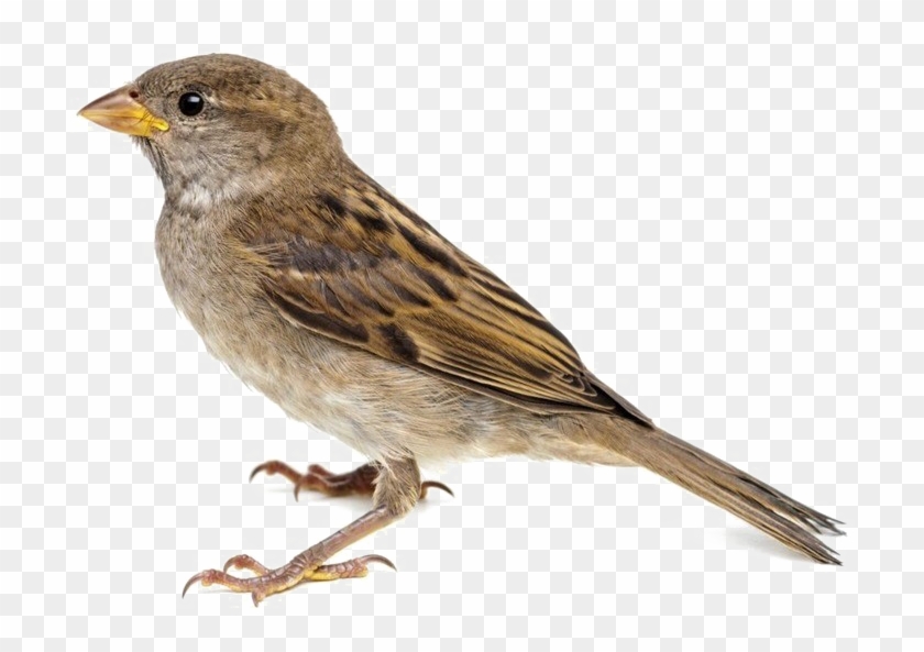 Transparent Images Pictures Photos Transparent Background - Sparrow Irish Clipart