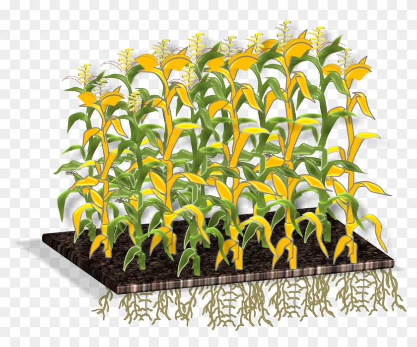 Diseased Plant - Sunflower Clipart