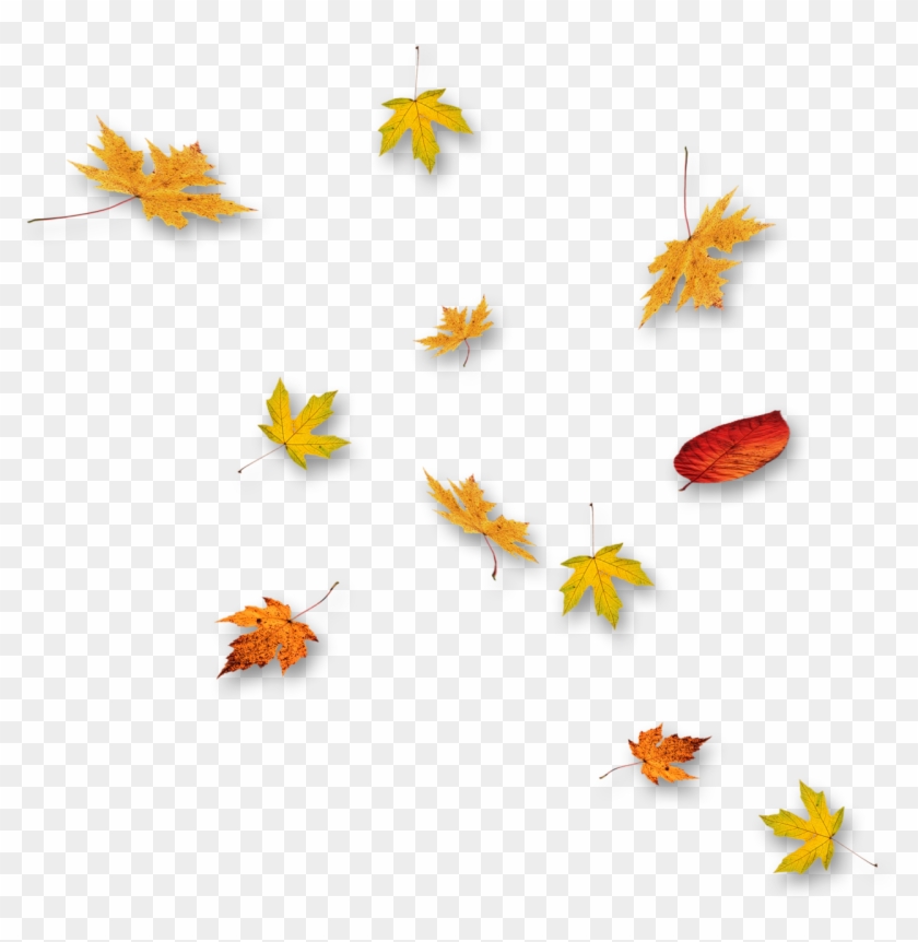 Clique Na Imagem Para Ver O Tamanho Real Ou Salvar - Folhas Secas Caindo Png Clipart