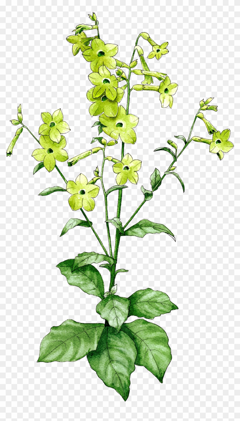 Nicotiana Lime Green - Dayflower Clipart #3475692