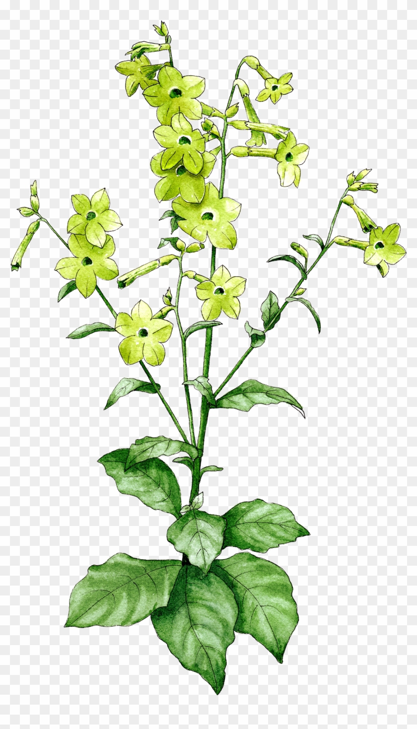 Nicotiana Lime Green - Dayflower Clipart
