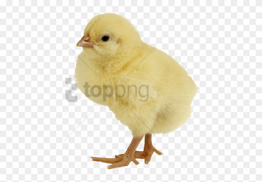 Free Png Baby Chicken Png Png Image With Transparent - Chicken Png Clipart