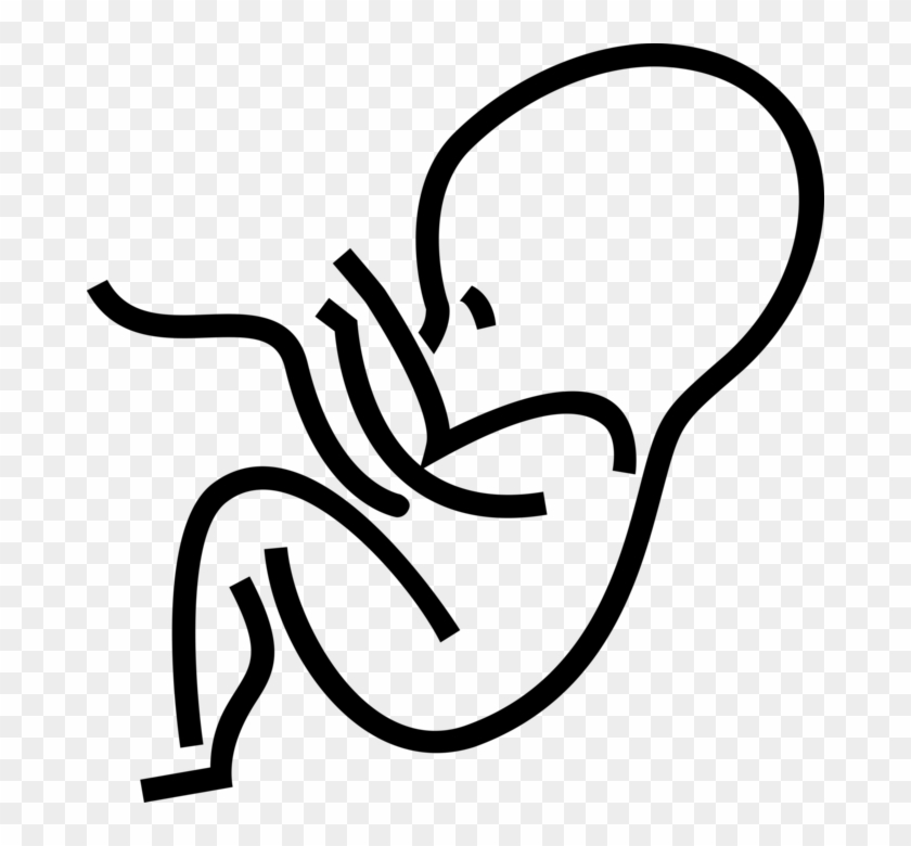 Vector Illustration Of Fetus Prenatal Human Between - Human Fetus Outline Clipart