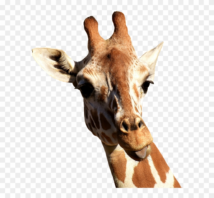 Teoria Evolutiva De Lamarck Clipart