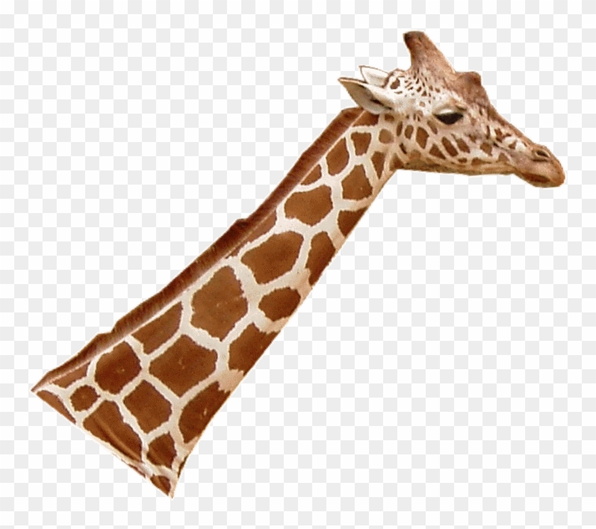 Giraffenhals Blick Rechts - Cou De La Girafe Clipart
