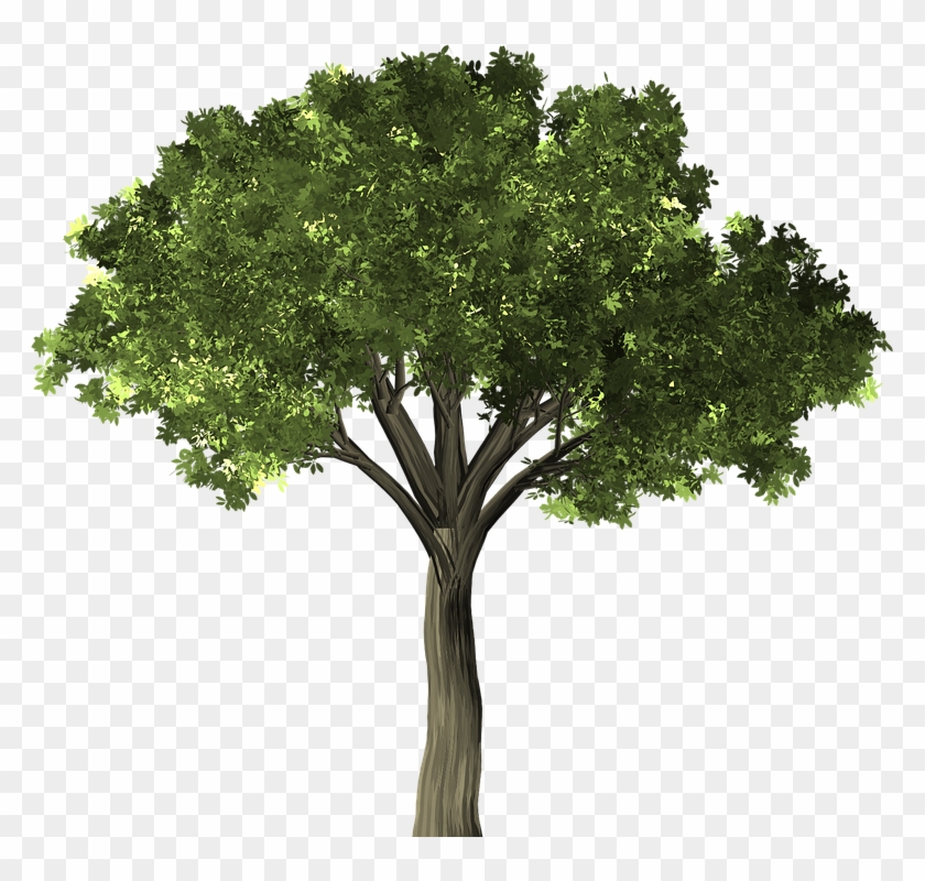 Tree Elm Elm Tree Leaf Green Foliage Branch - Florida Trees Png Clipart