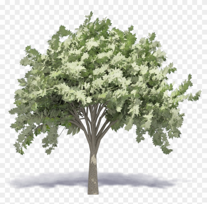 Elm Tree - Maple Clipart #3478636