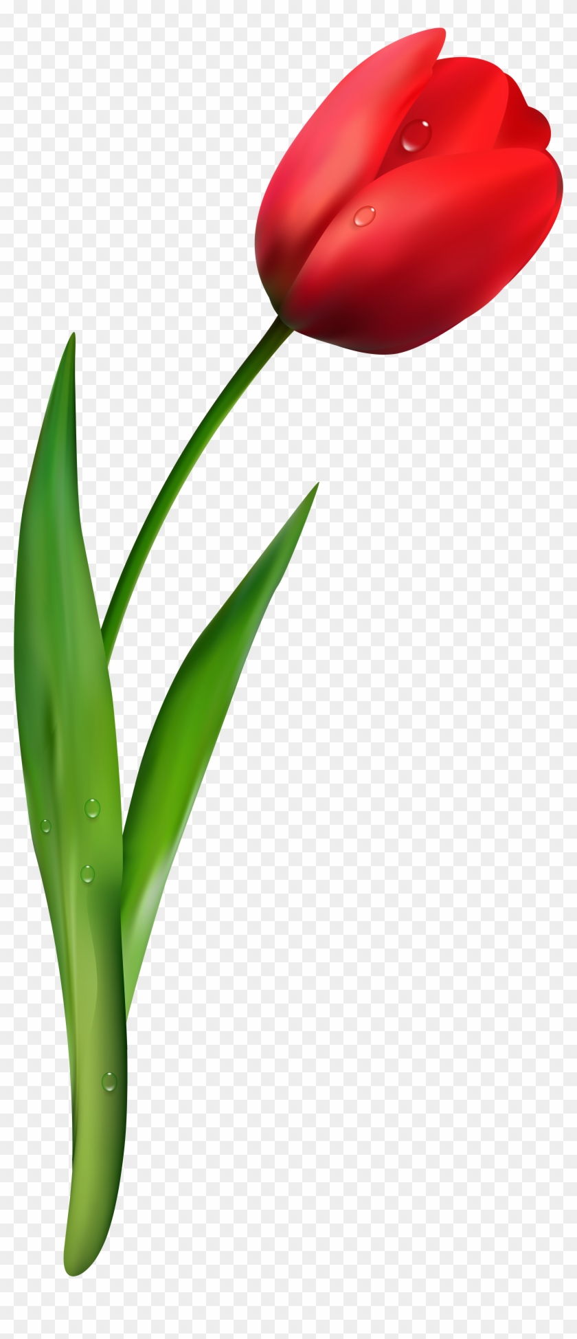 Red Tulip Flower Transparent Image - Sprenger's Tulip Clipart