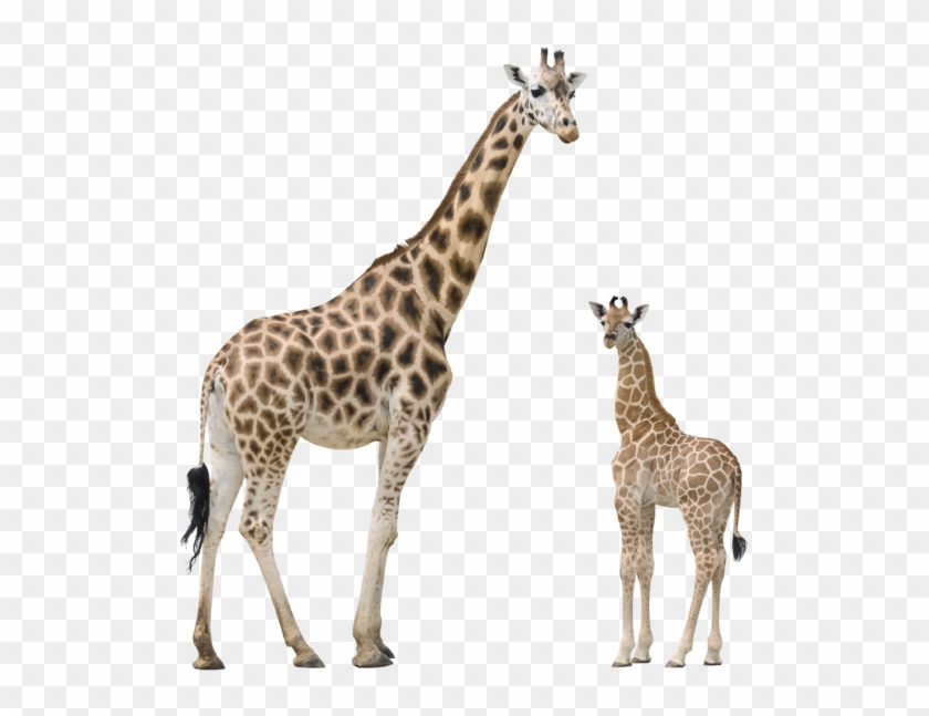 Giraffe Free Png Image Download - Jirafa Y Su Cria Clipart #3478778