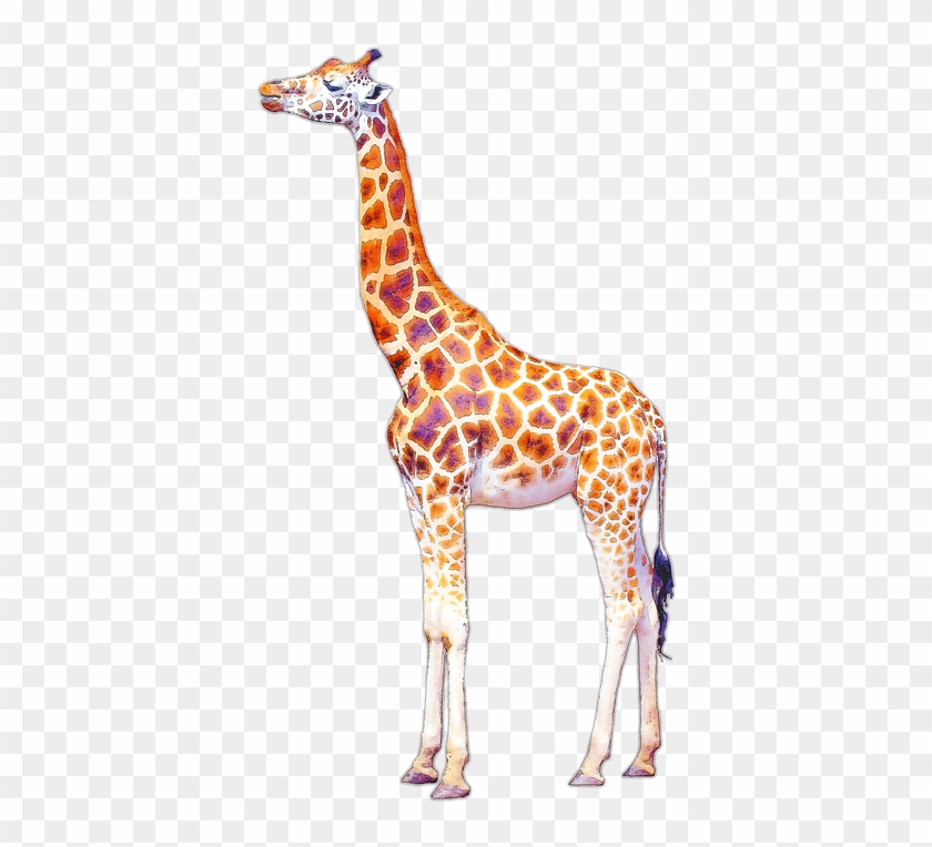 Giraffe Illustration Clipart