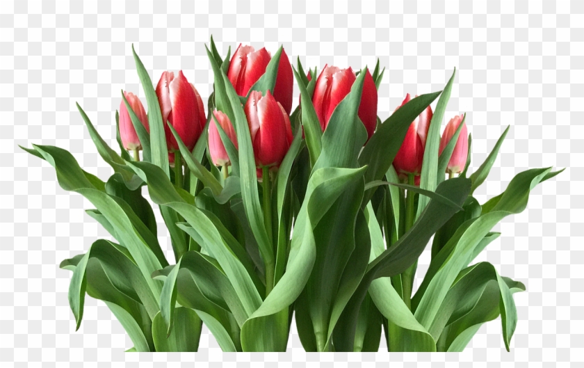Spring Tulips Red Tulips - Tulip Clipart