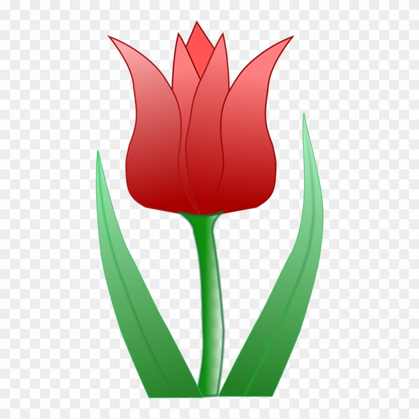 Tulip Transparent Illustration - Tulipán Clipart - Png Download
