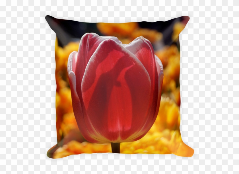 Tulip Clipart #3479066