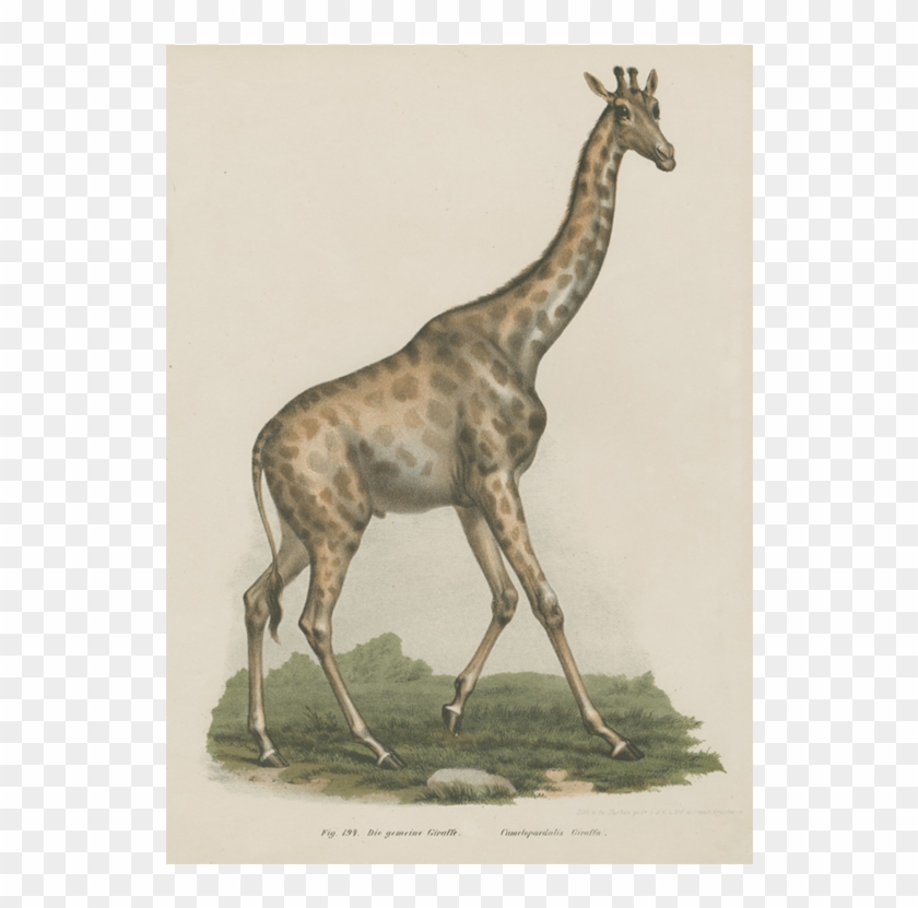 Giraffe Clipart #3479187