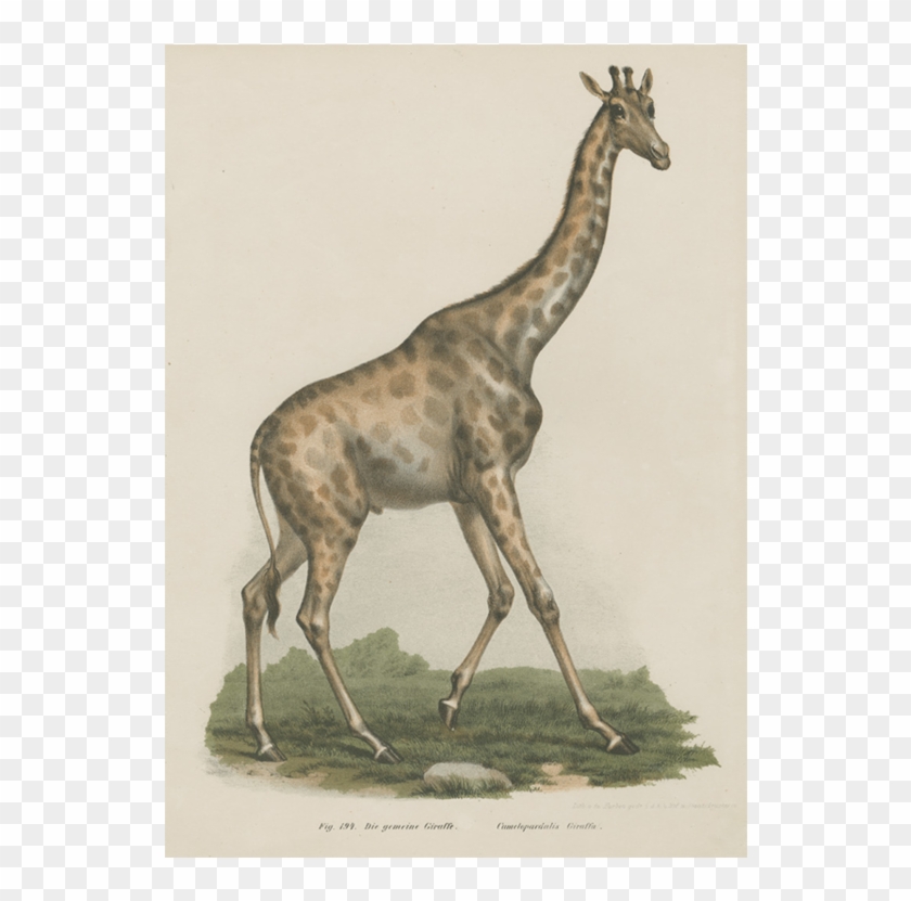 Giraffe Clipart