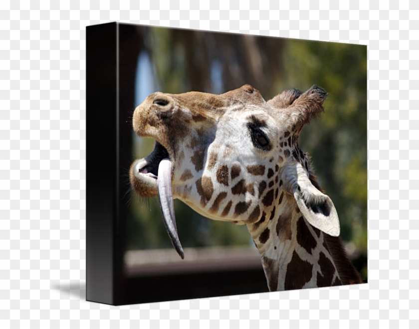 Giraffe Tongue Png - Giraffe Clipart #3479269