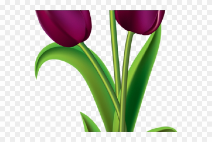 Clipart Wallpaper Blink - Tulip - Png Download
