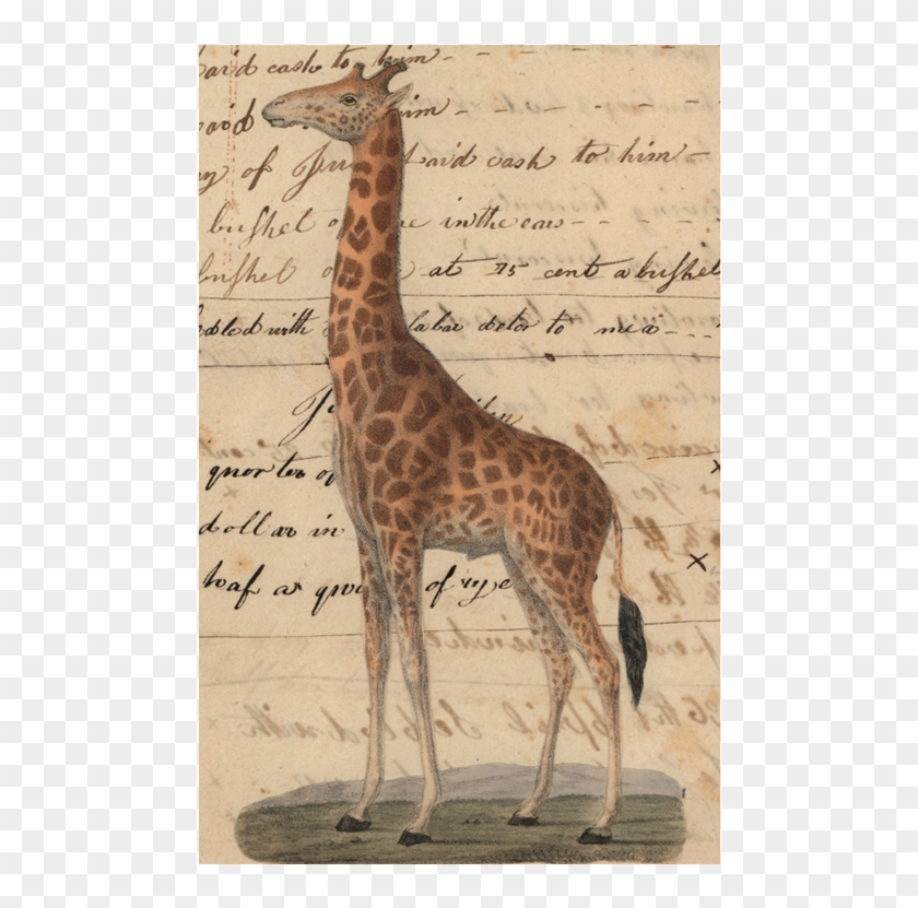 Giraffe Clipart #3479421