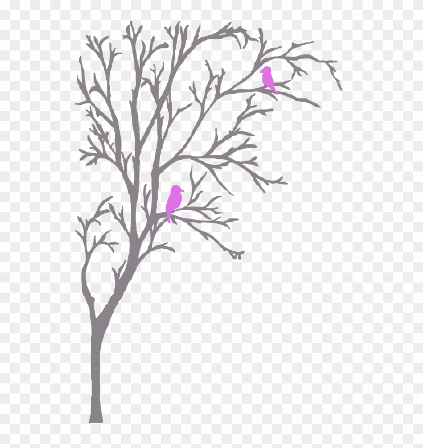 Elmtree - Rosa Glauca Clipart