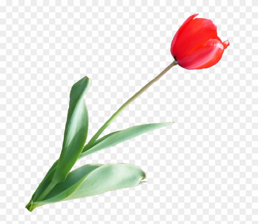 Red Tulip Photo Redtulip - Artificial Flower Clipart #3479591