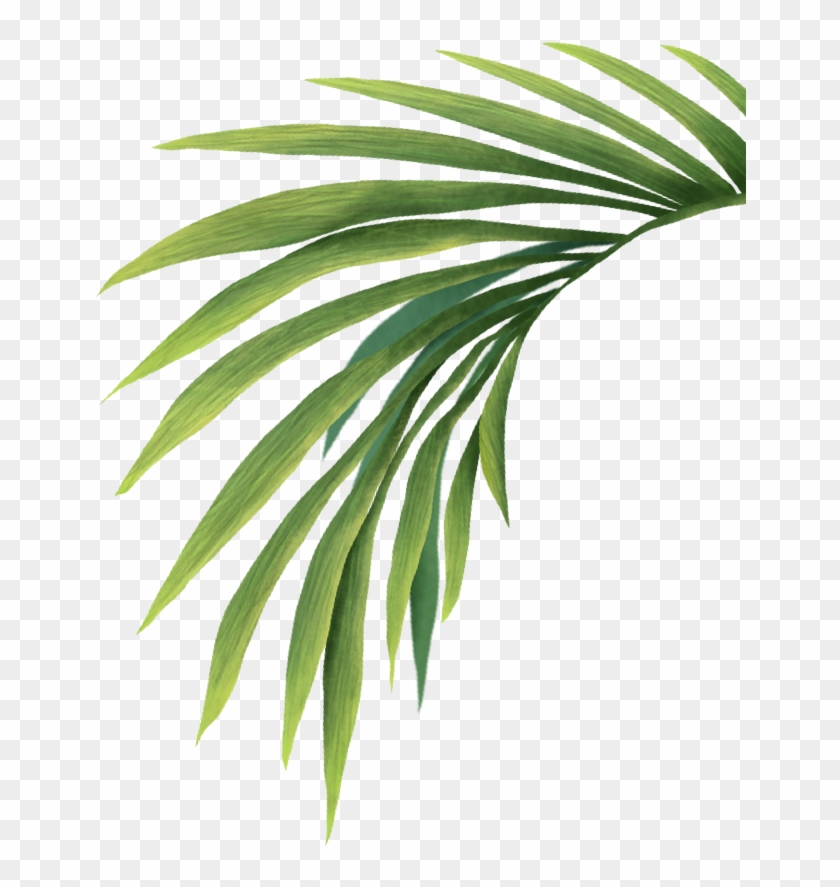 The Coachella Valley Music & Arts Festival Is Committed - Palm Tree Leaf Transparent Clipart