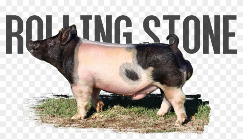 Frank 199-2 X Wheels R Turning - Cargosense Logo Clipart