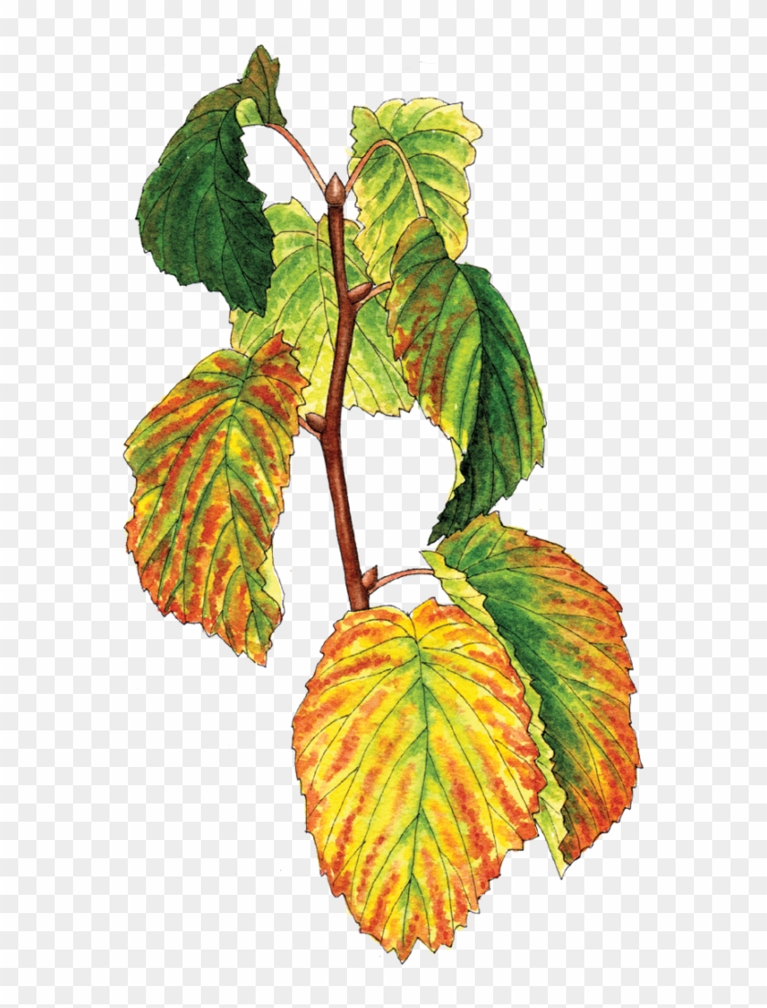 Illustration By Helen Krayenhoff - Slippery Elm Clipart