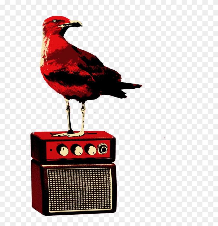 Rolling Stone Beach Tickets - Phasianidae Clipart #3480408