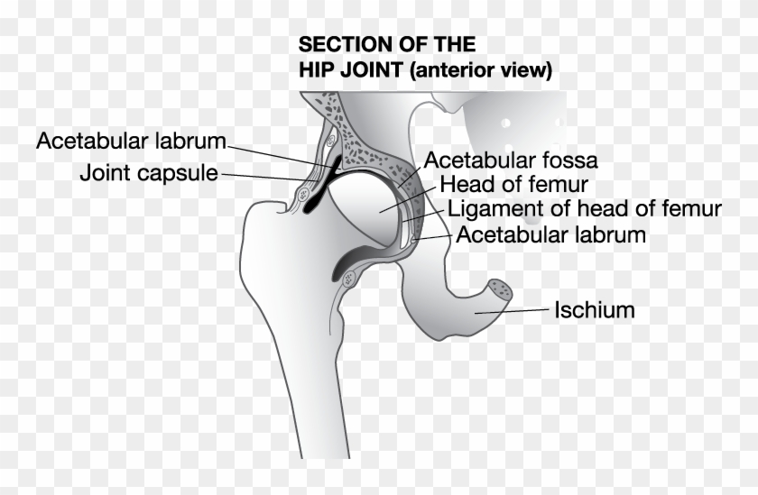 Jbt Hipjoint Web - Hip Joint Capsule Bursa Clipart