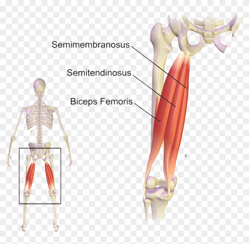 The Hamstring Group Of Muscles Of The Posterior Thigh - Muscles Used When Bending Knees Clipart