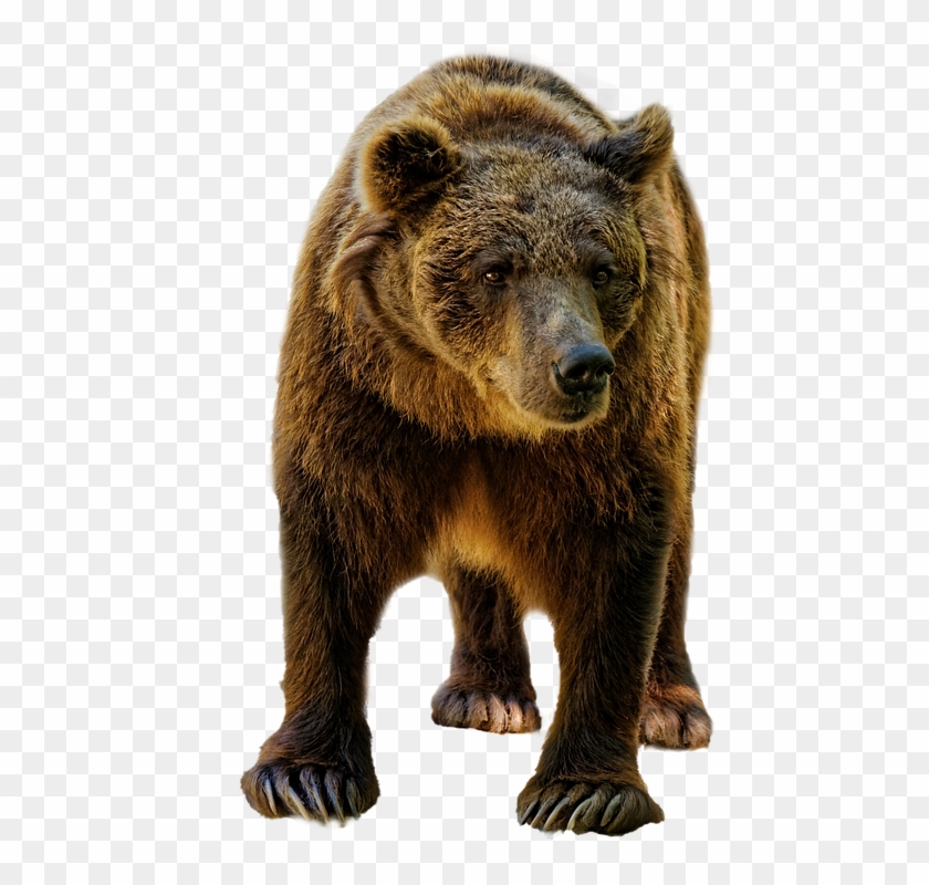 Urso, Brown, Selvagem, Vida Selvagem, Animal, Mamífero - Bear Clipart #3481789