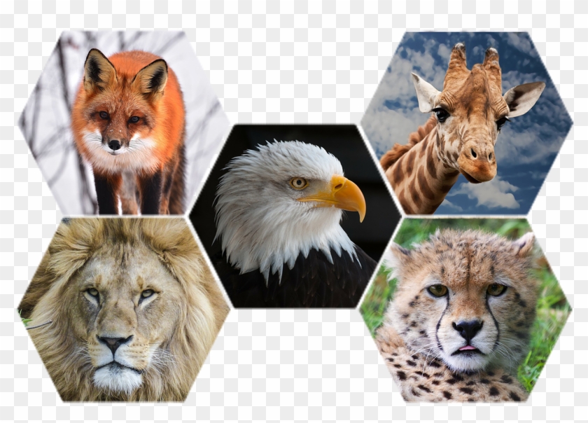 Animals Wildlife Nature - Liknelser Djur Clipart