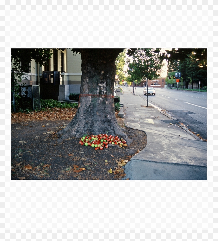 Apples - Maidenhair Tree Clipart