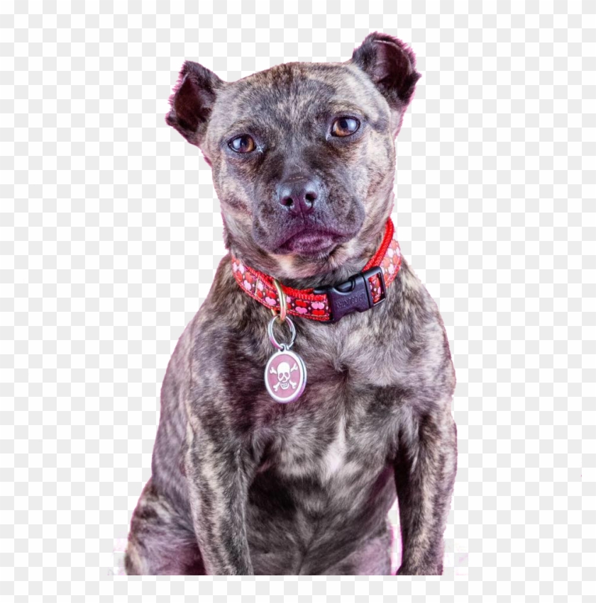 Happy Tails - American Pit Bull Terrier Clipart #3484266