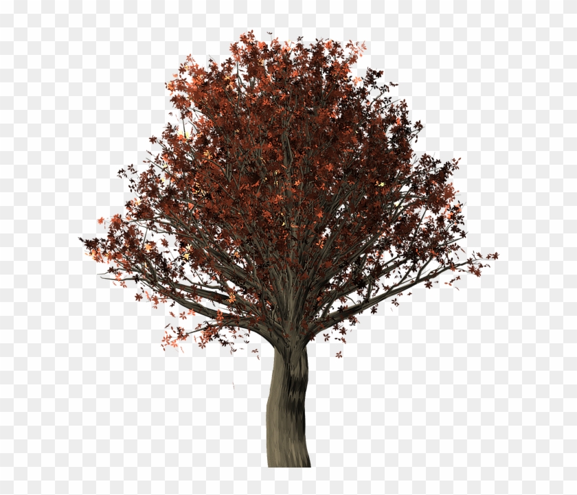 Northern Red Oak Png Clipart