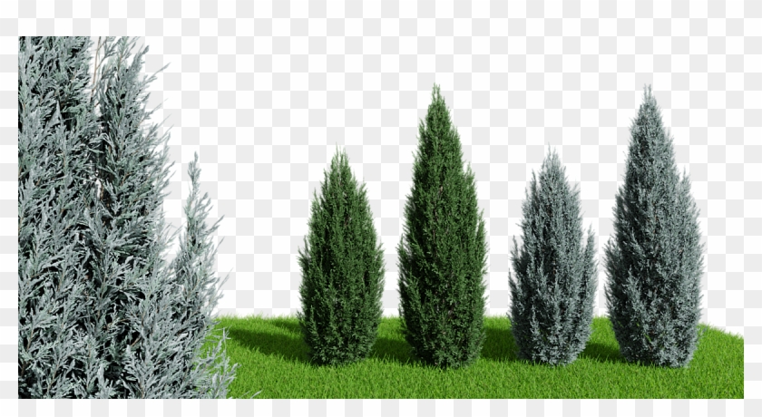 Juniperus Scopulorum - Christmas Tree Clipart #3487798