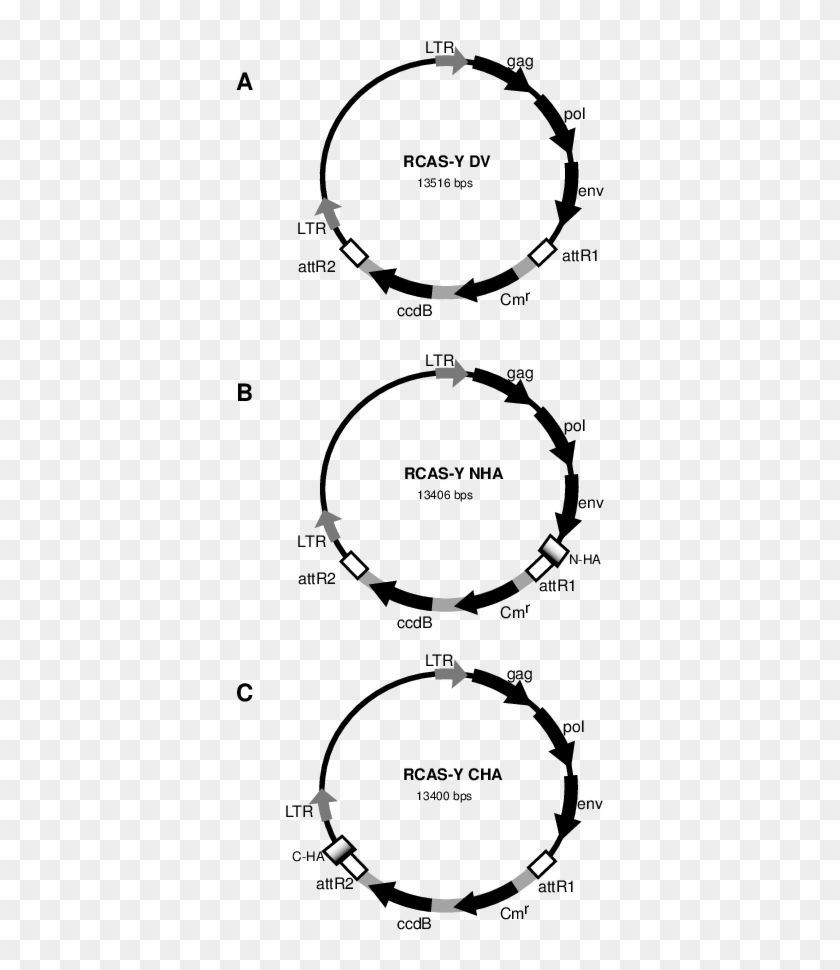 The Three Destination Vectors Were Made Using The Rcasbp - Rcas Vector Clipart