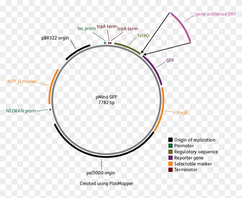 Pmindgfp Vector Map Showing The Placement Of The Open - Expression Vector Reading Frame Clipart #3491131